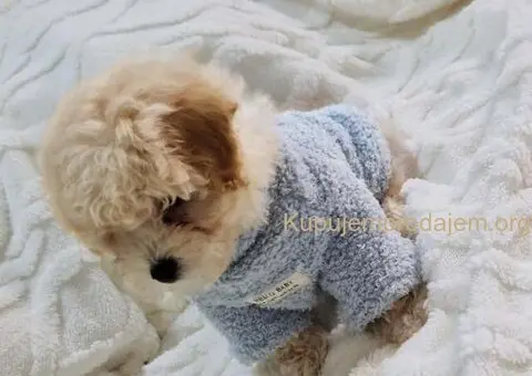 Preslatki maleni MALTIPOO stenci - 6/6