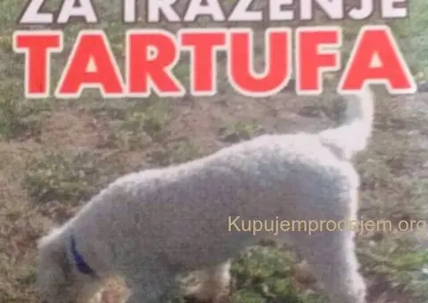 Psi za trazenje tartufa -Tartufari - 1/5