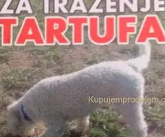 Psi za trazenje tartufa -Tartufari