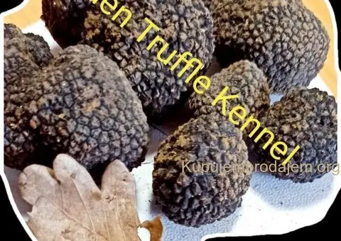 Psi za trazenje tartufa -Tartufari - 2/5