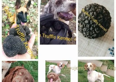 Psi za trazenje tartufa -Tartufari - 3/5