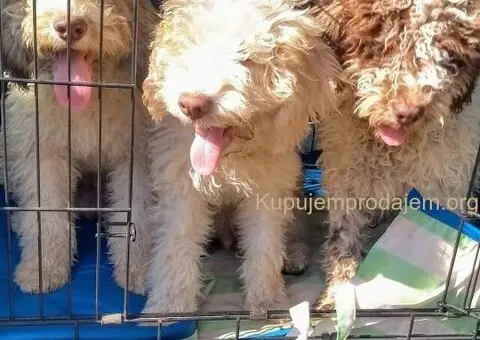 Psi za trazenje tartufa -Tartufari - 4/5