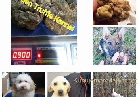 Psi za trazenje tartufa -Tartufari - 5/5