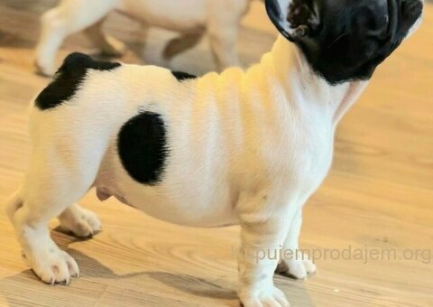 Francuski Buldog prelepi stenci - 1/7