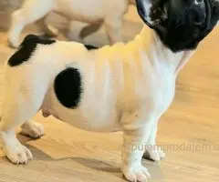 Francuski Buldog prelepi stenci