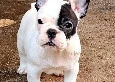 Francuski Buldog prelepi stenci - 2/7