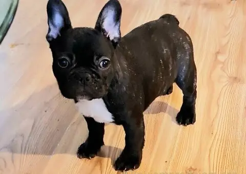 Francuski Buldog prelepi stenci - 3/7