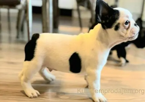 Francuski Buldog prelepi stenci - 4/7