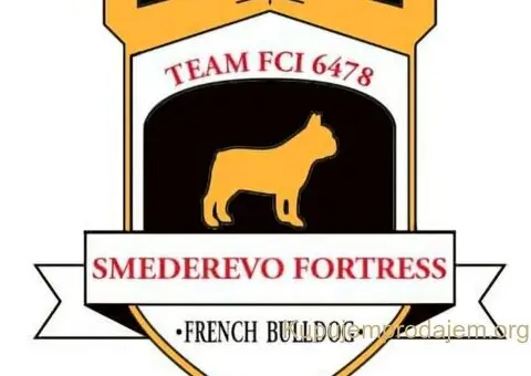 Francuski Buldog prelepi stenci - 5/7