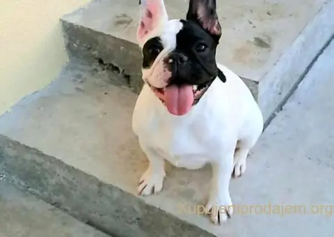 Francuski Buldog prelepi stenci - 6/7