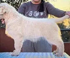 Muško štene zlatnog retrivera