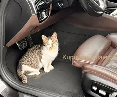 BMW G30 M Sport Plus