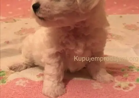 Kovrdžavi bišon štenci - 1/10