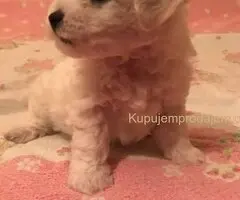Kovrdžavi bišon štenci