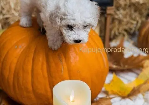 Kovrdžavi bišon štenci - 4/10