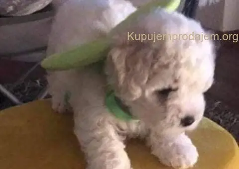 Kovrdžavi bišon štenci - 5/10