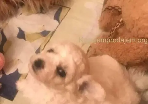 Kovrdžavi bišon štenci - 7/10