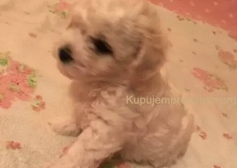 Kovrdžavi bišon štenci - 8/10