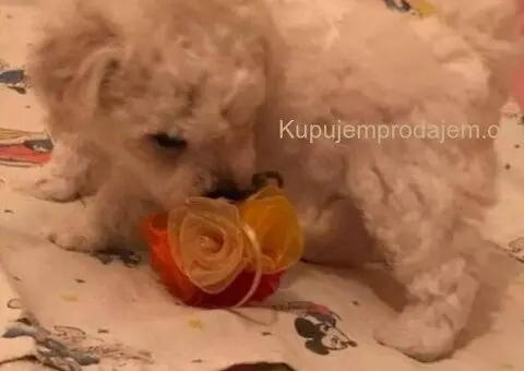 Kovrdžavi bišon štenci - 10/10