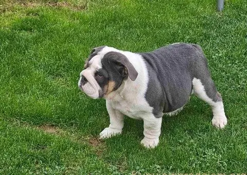 Engleski buldog - 1/4
