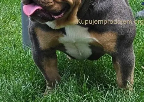 Engleski buldog - 3/4