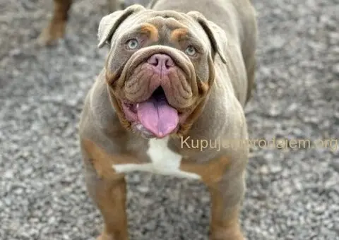 Engleski buldog - 4/4