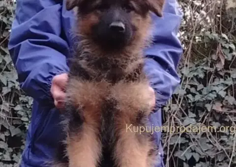 Nemački ovčar izvanredno štene Beograd