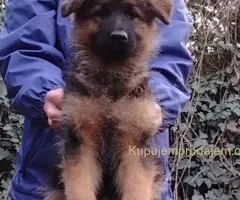 Nemački ovčar izvanredno štene Beograd