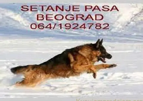 Šetanje pasa Beograd