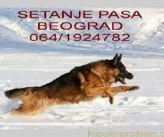 Šetanje pasa Beograd