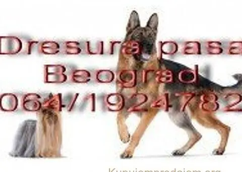 Dresura pasa Beograd