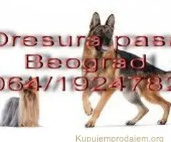 Dresura pasa Beograd