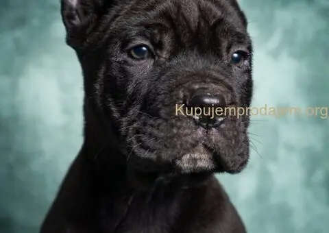 Cane Corso stenad - 1/5