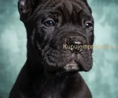 Cane Corso stenad