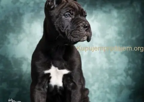 Cane Corso stenad - 2/5