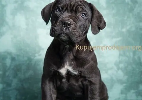 Cane Corso stenad - 3/5