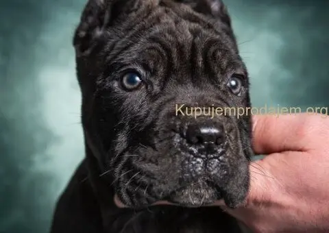 Cane Corso stenad - 4/5