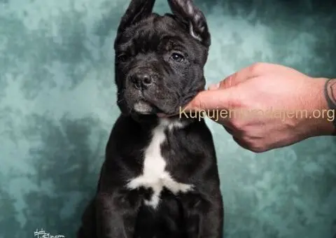 Cane Corso stenad - 5/5