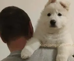 Beli švajcarski ovčar štenci