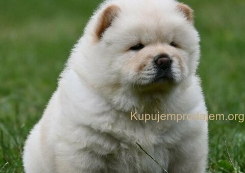 Chow Chow Cau Cau Čau Čau - 1/4