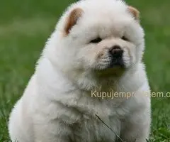 Chow Chow Cau Cau Čau Čau