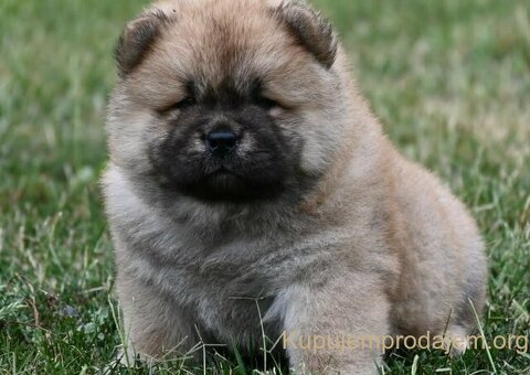 Chow Chow Cau Cau Čau Čau - 3/4