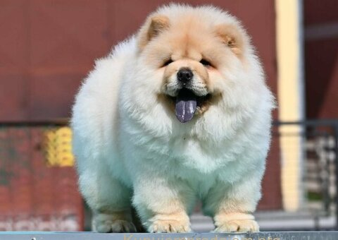 Chow Chow Cau Cau Čau Čau - 4/4