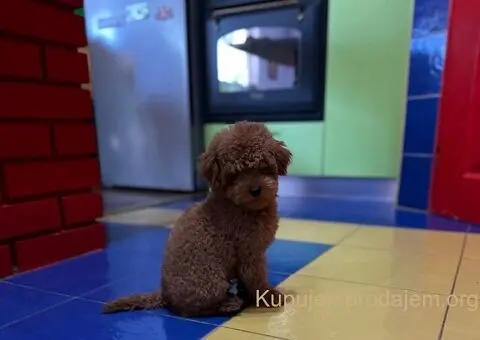 Toy Pudla štenci - 1/12