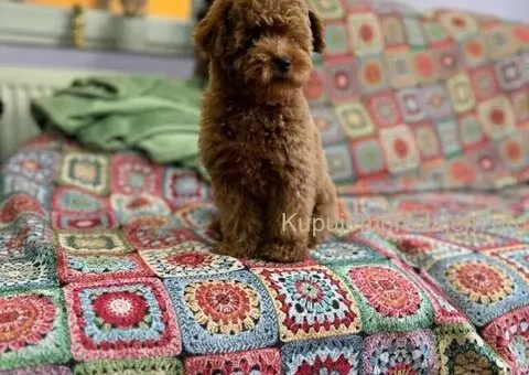 Toy Pudla štenci - 2/12