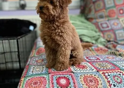 Toy Pudla štenci - 3/12