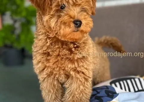 Toy Pudla štenci - 4/12