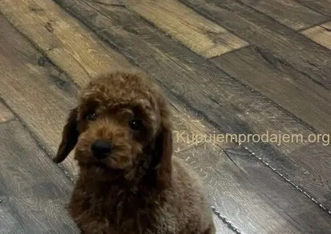 Toy Pudla štenci - 5/12