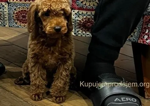 Toy Pudla štenci - 6/12