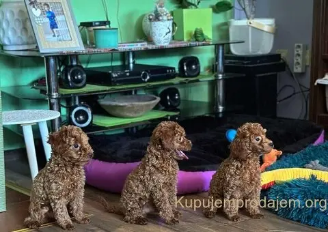 Toy Pudla štenci - 7/12